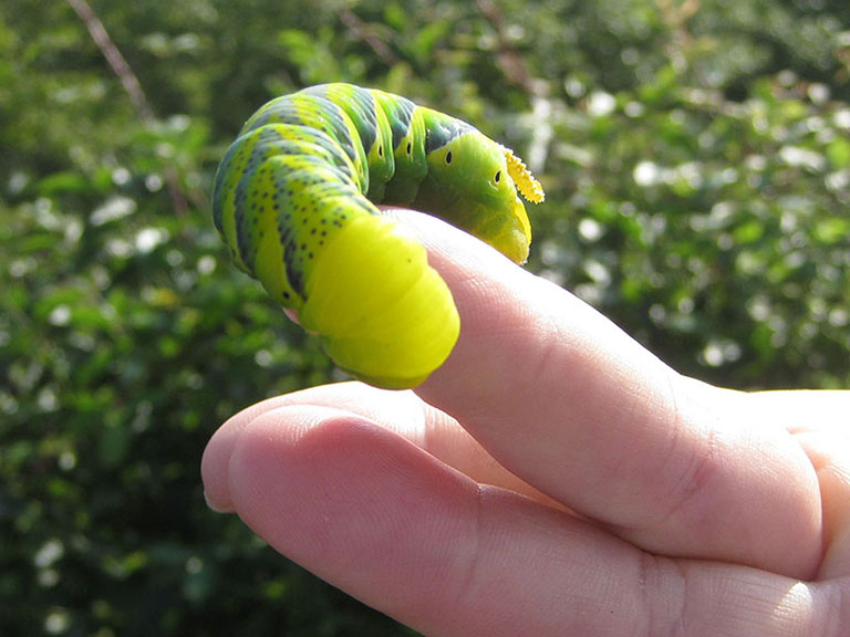 Bellissimo bruco - Acherontia atropos